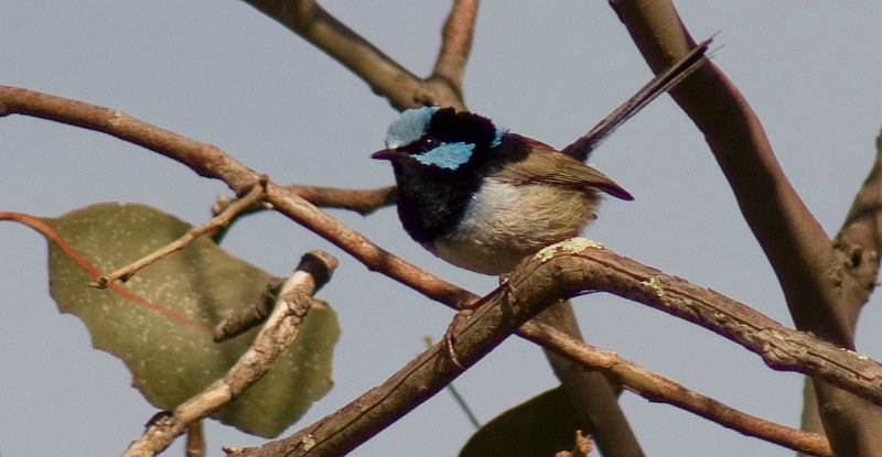 fairy wren2.jpg